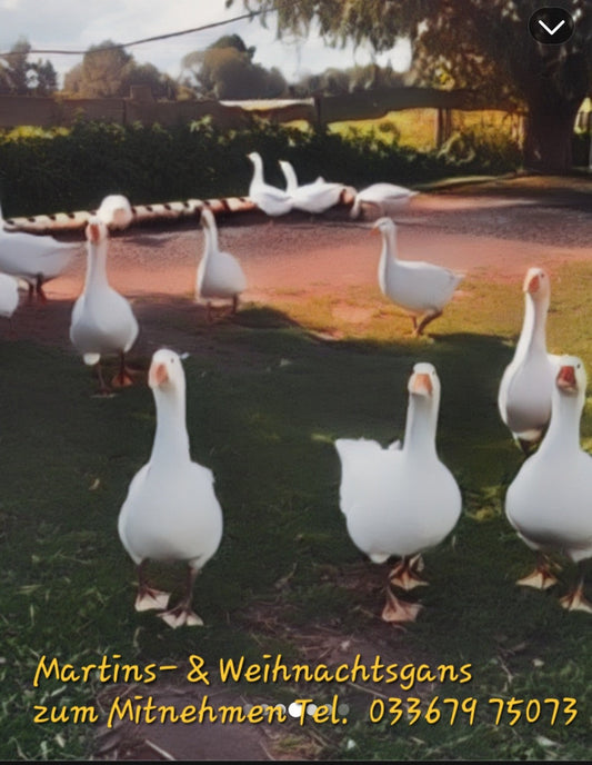 Martins- oder Weihnachtsgans to Take Away